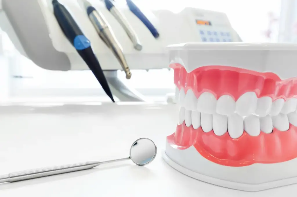 Clean Teeth Dental Jaw Model 